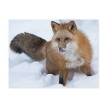 Red Fox ni the Snow postcards