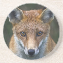 Red Fox Portrait Coaster