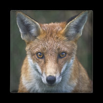 Red Fox Portrait Magnet