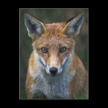 Red Fox Portrait Postcard