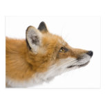 Red fox post cards