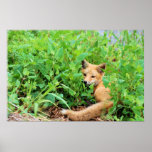 Red Fox posters