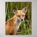 Red Fox posters
