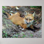 Red Fox Pup - Chillin Print