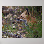 Red Fox Pup Profile Poster