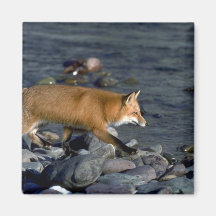 Red Fox running beside river Magnet