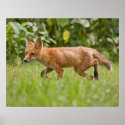 Red Fox Running posters