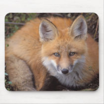 red fox, Vulpes vulpes, in fall colours along
