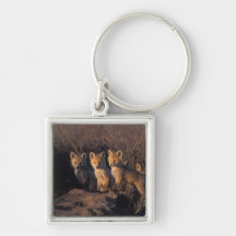 red fox, Vulpes vulpes, kits outside their Key Chain