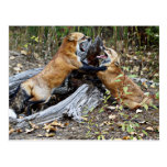 Red Foxes - Brotherly Love Post Card