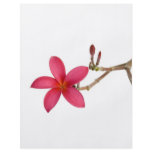 Red Frangipani flower flyers