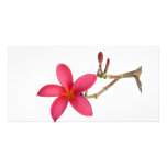 Red Frangipani flower photo cards