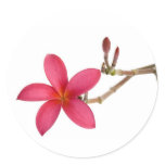 Red Frangipani flower stickers