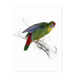 Red-Fronted Parrakeet Business Cards