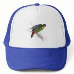 Red-Fronted Parrakeet hats