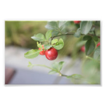 Red Fruity Photo