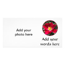 Red / Fuchsia rose Photo Cards