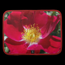 Red / Fuchsia rose planners