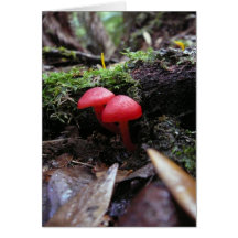 Red fungi cards