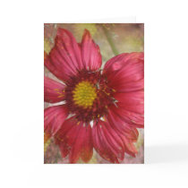 Red Gaillardia Greeting Card