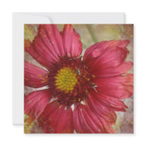Red Gaillardia Invitations