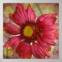 Red Gaillardia Poster Print