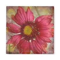 Red Gaillardia Square Magnet
