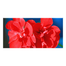 Red garden flowers photo card
