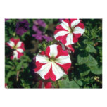 Red Garden Petunia (Petunia Hybrida) flowers Invitation