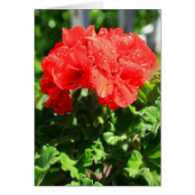 Red Geranium Flower Greeting Card,Note Card