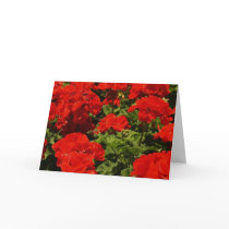 Red Geraniums Greeting Card
