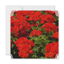Red Geraniums Invitations