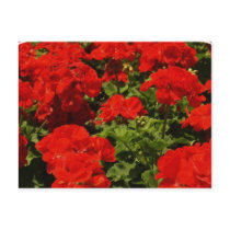 Red Geraniums Postcard