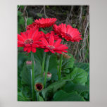 Red Gerber Daisies 2 posters