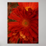 Red Gerber Daisies posters