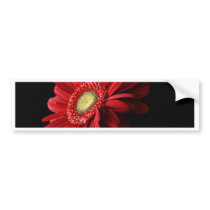 Red Gerber Daisy Bumper Sticker
