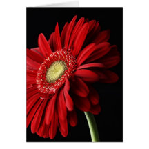 Red Gerber Daisy Greeting Card