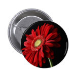 Red Gerber Daisy Pin