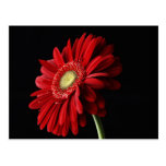 Red Gerber Daisy Postcard