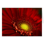 Red Gerbera Daisy cards