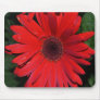 Red Gerbera Daisy Mousepad