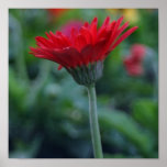 Red gerbera daisy posters