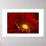 Red Gerbera Daisy posters