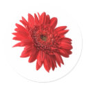 Red Gerbera Daisy stickers