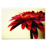 Red Gerbera Flower Photo Print photography