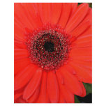 Red Gerbera Flyer Design
