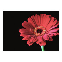 Red Gerbera invitations