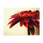 Red Gerbera  Postcard