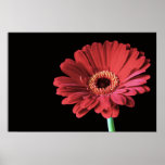 Red Gerbera print