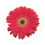 Red Gerbera Sticker